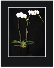White Phalaenopsis Orchid 2 stem