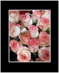 White with Pink Lip Long Stem Roses Wrapped Bouquet