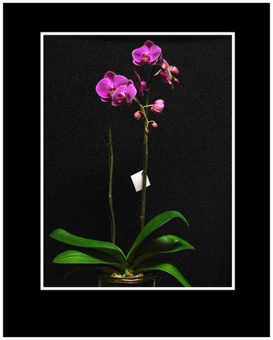 Purple Phalaenopsis Orchid Plant 2 stem