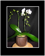White Phalaenopsis Orchid Short 2 stem